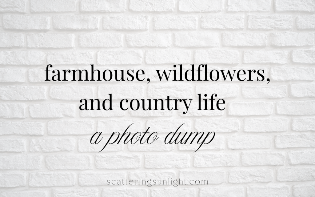 farmhouse, wildflowers, and country life [a photo&nbsp;dump]